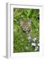 Bobcat (Lynx rufus) eight-weeks old cub, sitting amongst wildflowers in meadow, Montana, USA-Jurgen & Christine Sohns-Framed Photographic Print