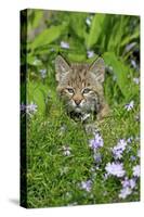 Bobcat (Lynx rufus) eight-weeks old cub, sitting amongst wildflowers in meadow, Montana, USA-Jurgen & Christine Sohns-Stretched Canvas