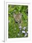 Bobcat (Lynx rufus) eight-weeks old cub, sitting amongst wildflowers in meadow, Montana, USA-Jurgen & Christine Sohns-Framed Photographic Print