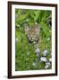 Bobcat (Lynx rufus) eight-weeks old cub, sitting amongst wildflowers in meadow, Montana, USA-Jurgen & Christine Sohns-Framed Photographic Print