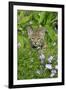 Bobcat (Lynx rufus) eight-weeks old cub, sitting amongst wildflowers in meadow, Montana, USA-Jurgen & Christine Sohns-Framed Photographic Print