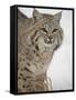 Bobcat (Lynx Rufus) in Snow in Captivity, Near Bozeman, Montana-null-Framed Stretched Canvas