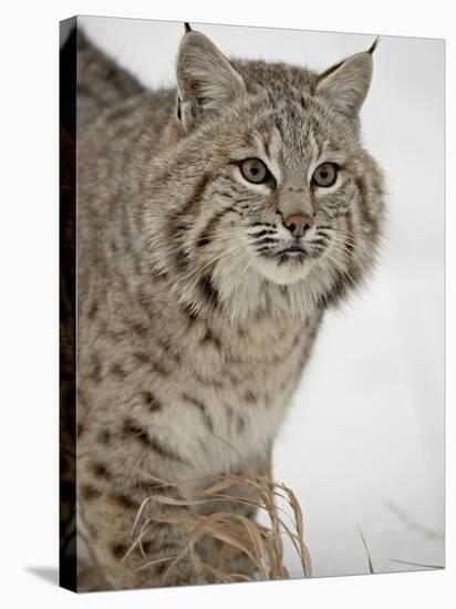 Bobcat (Lynx Rufus) in Snow in Captivity, Near Bozeman, Montana-null-Stretched Canvas