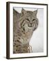 Bobcat (Lynx Rufus) in Snow in Captivity, Near Bozeman, Montana-null-Framed Photographic Print