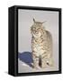 Bobcat (Lynx Rufus) in the Snow in Captivity, Near Bozeman, Montana, USA-James Hager-Framed Stretched Canvas