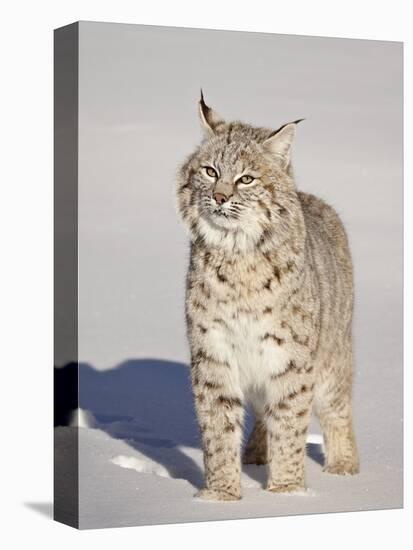 Bobcat (Lynx Rufus) in the Snow in Captivity, Near Bozeman, Montana, USA-James Hager-Stretched Canvas