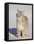 Bobcat (Lynx Rufus) in the Snow in Captivity, Near Bozeman, Montana, USA-James Hager-Framed Stretched Canvas