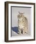 Bobcat (Lynx Rufus) in the Snow in Captivity, Near Bozeman, Montana, USA-James Hager-Framed Photographic Print