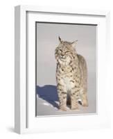 Bobcat (Lynx Rufus) in the Snow in Captivity, Near Bozeman, Montana, USA-James Hager-Framed Photographic Print