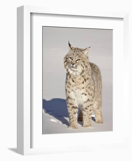 Bobcat (Lynx Rufus) in the Snow in Captivity, Near Bozeman, Montana, USA-James Hager-Framed Photographic Print