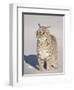 Bobcat (Lynx Rufus) in the Snow in Captivity, Near Bozeman, Montana, USA-James Hager-Framed Photographic Print