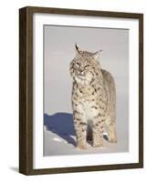 Bobcat (Lynx Rufus) in the Snow in Captivity, Near Bozeman, Montana, USA-James Hager-Framed Photographic Print