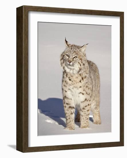 Bobcat (Lynx Rufus) in the Snow in Captivity, Near Bozeman, Montana, USA-James Hager-Framed Photographic Print