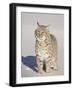 Bobcat (Lynx Rufus) in the Snow in Captivity, Near Bozeman, Montana, USA-James Hager-Framed Photographic Print