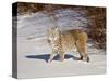 Bobcat (Lynx Rufus) in the Snow in Captivity, Near Bozeman, Montana, USA-null-Stretched Canvas