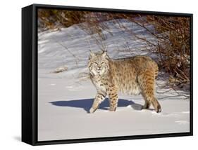 Bobcat (Lynx Rufus) in the Snow in Captivity, Near Bozeman, Montana, USA-null-Framed Stretched Canvas