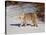 Bobcat (Lynx Rufus) in the Snow in Captivity, Near Bozeman, Montana, USA-null-Stretched Canvas