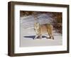 Bobcat (Lynx Rufus) in the Snow in Captivity, Near Bozeman, Montana, USA-null-Framed Photographic Print