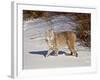 Bobcat (Lynx Rufus) in the Snow in Captivity, Near Bozeman, Montana, USA-null-Framed Photographic Print