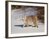 Bobcat (Lynx Rufus) in the Snow in Captivity, Near Bozeman, Montana, USA-null-Framed Photographic Print