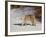 Bobcat (Lynx Rufus) in the Snow in Captivity, Near Bozeman, Montana, USA-null-Framed Photographic Print