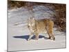 Bobcat (Lynx Rufus) in the Snow in Captivity, Near Bozeman, Montana, USA-null-Mounted Photographic Print