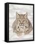 Bobcat (Lynx Rufus) in the Snow, in Captivity, Near Bozeman, Montana, USA-null-Framed Stretched Canvas