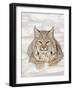 Bobcat (Lynx Rufus) in the Snow, in Captivity, Near Bozeman, Montana, USA-null-Framed Photographic Print