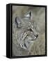 Bobcat (Lynx Rufus), Living Desert Zoo and Gardens State Park, New Mexico, USA, North America-James Hager-Framed Stretched Canvas