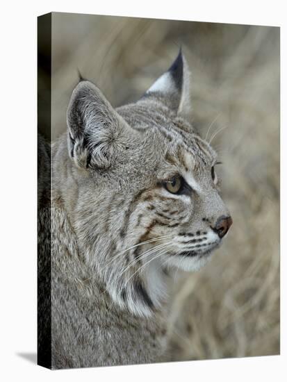 Bobcat (Lynx Rufus), Living Desert Zoo and Gardens State Park, New Mexico, USA, North America-James Hager-Stretched Canvas