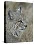 Bobcat (Lynx Rufus), Living Desert Zoo and Gardens State Park, New Mexico, USA, North America-James Hager-Stretched Canvas