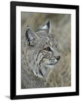 Bobcat (Lynx Rufus), Living Desert Zoo and Gardens State Park, New Mexico, USA, North America-James Hager-Framed Premium Photographic Print