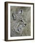 Bobcat (Lynx Rufus), Living Desert Zoo and Gardens State Park, New Mexico, USA, North America-James Hager-Framed Photographic Print