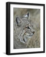 Bobcat (Lynx Rufus), Living Desert Zoo and Gardens State Park, New Mexico, USA, North America-James Hager-Framed Photographic Print