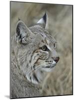 Bobcat (Lynx Rufus), Living Desert Zoo and Gardens State Park, New Mexico, USA, North America-James Hager-Mounted Photographic Print