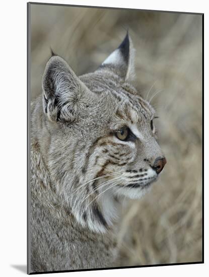 Bobcat (Lynx Rufus), Living Desert Zoo and Gardens State Park, New Mexico, USA, North America-James Hager-Mounted Photographic Print