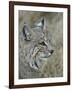Bobcat (Lynx Rufus), Living Desert Zoo and Gardens State Park, New Mexico, USA, North America-James Hager-Framed Photographic Print
