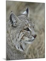 Bobcat (Lynx Rufus), Living Desert Zoo and Gardens State Park, New Mexico, USA, North America-James Hager-Mounted Photographic Print