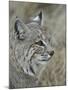 Bobcat (Lynx Rufus), Living Desert Zoo and Gardens State Park, New Mexico, USA, North America-James Hager-Mounted Photographic Print