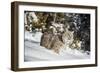 Bobcat (Lynx Rufus), Montana, United States of America, North America-Janette Hil-Framed Photographic Print