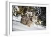 Bobcat (Lynx Rufus), Montana, United States of America, North America-Janette Hil-Framed Photographic Print