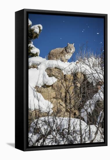 Bobcat (Lynx Rufus), Montana, United States of America, North America-Janette Hil-Framed Stretched Canvas