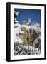 Bobcat (Lynx Rufus), Montana, United States of America, North America-Janette Hil-Framed Photographic Print