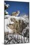 Bobcat (Lynx Rufus), Montana, United States of America, North America-Janette Hil-Mounted Photographic Print