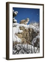 Bobcat (Lynx Rufus), Montana, United States of America, North America-Janette Hil-Framed Photographic Print