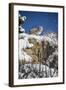 Bobcat (Lynx Rufus), Montana, United States of America, North America-Janette Hil-Framed Photographic Print