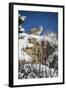 Bobcat (Lynx Rufus), Montana, United States of America, North America-Janette Hil-Framed Photographic Print