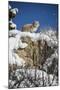 Bobcat (Lynx Rufus), Montana, United States of America, North America-Janette Hil-Mounted Photographic Print