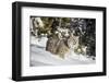 Bobcat (Lynx Rufus), Montana, United States of America, North America-Janette Hil-Framed Photographic Print