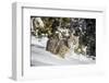 Bobcat (Lynx Rufus), Montana, United States of America, North America-Janette Hil-Framed Photographic Print